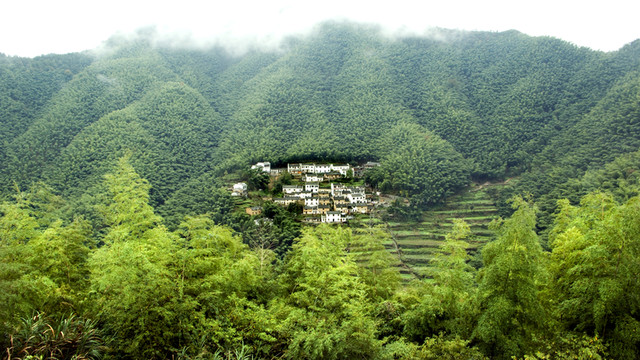 安徽黟縣木坑村 木坑竹海
