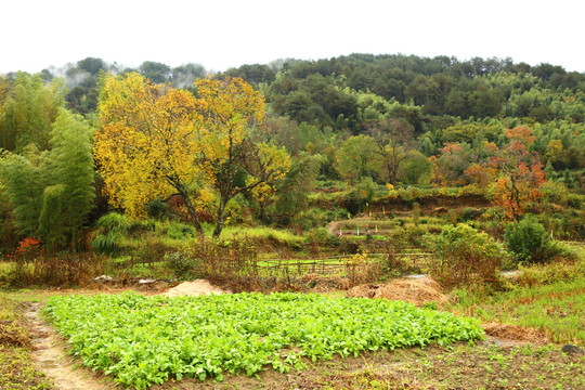 田園秋色