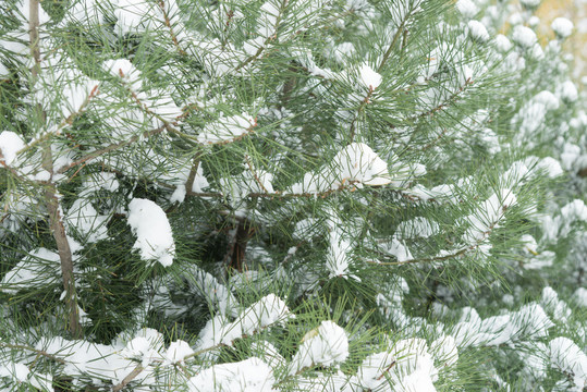 雪松