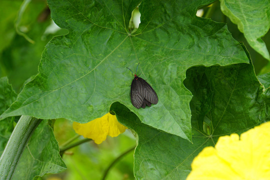 絲瓜秧 農(nóng)家菜地園
