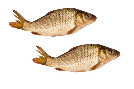兩鯉魚