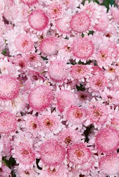粉紅菊花田。