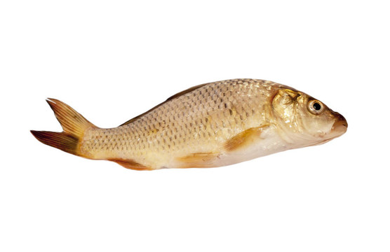 白色背景上分離的鯉魚