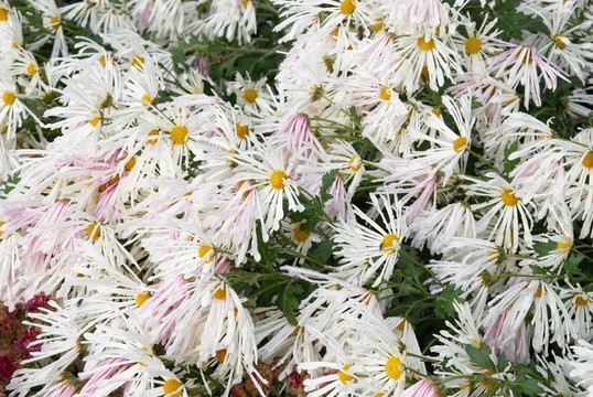 白菊花田。