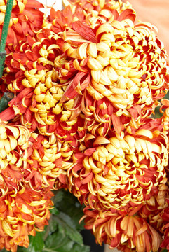 紅黃橙色的菊花。