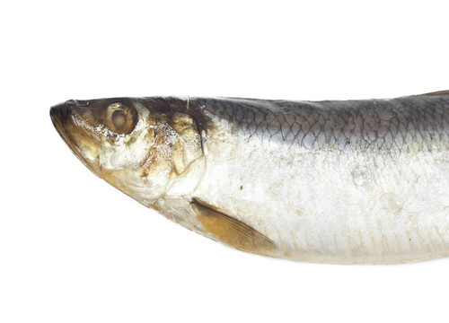 在白色背景上的頭咸鯡魚
