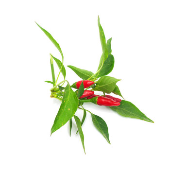 小辣椒紅辣椒