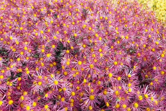 暗粉紅色的菊花田。