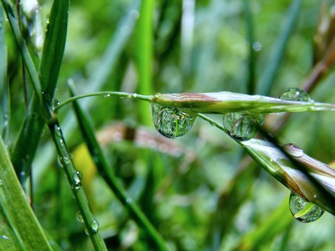 雨點(diǎn)落在草地