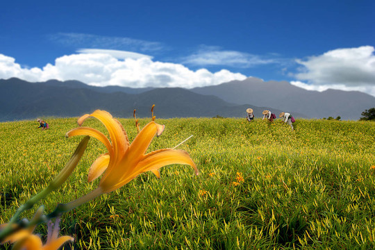 黃花菜在六十石頭山
