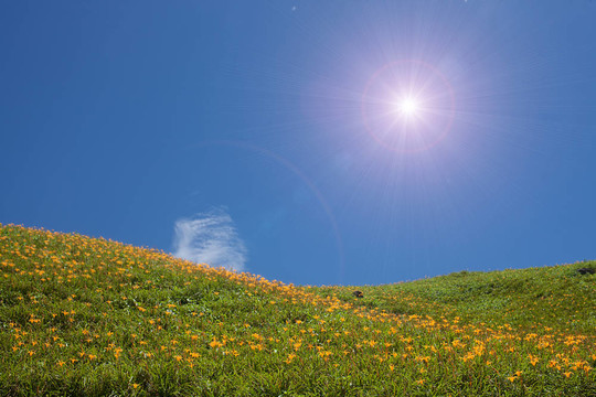 黃花菜在六十石頭山