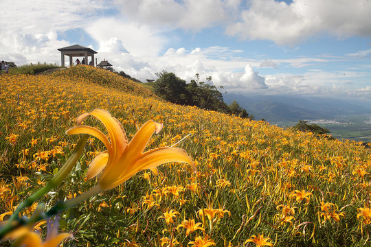 黃花菜在六十石頭山
