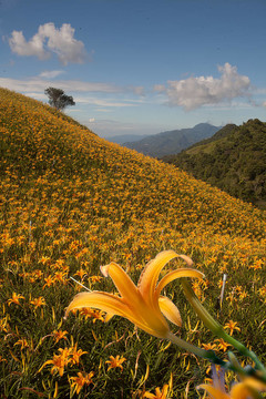 黃花菜在六十石頭山