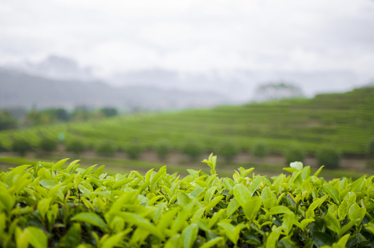 茶園 茶葉