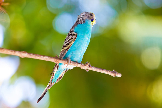 Budgerigars分公司