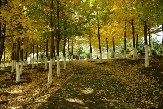 北京森林公園