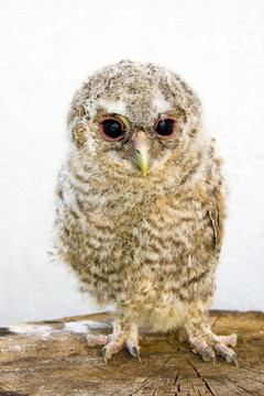 長耳鸮（Asio otus）雞