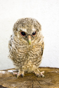 長耳鸮（Asio otus）雞