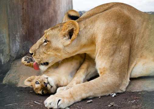 獅子舔小獅子