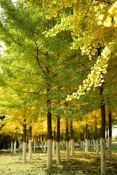 北京森林公園