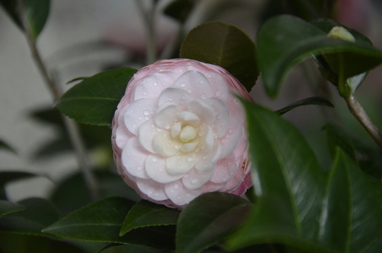 茶花