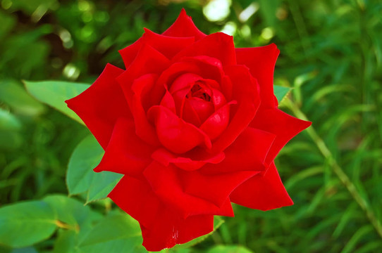 開(kāi)花的紅玫瑰
