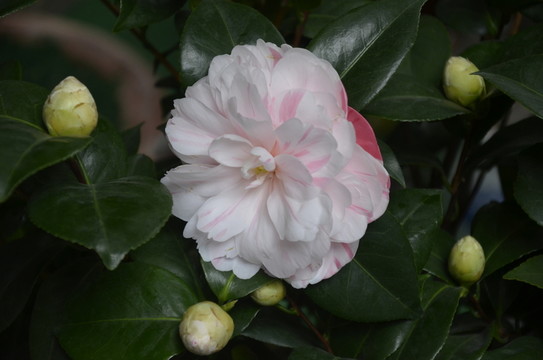 茶花