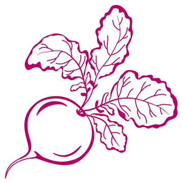 蘿卜葉；象形文字