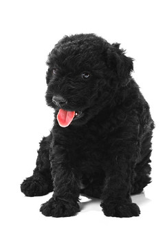 匈牙利波利犬