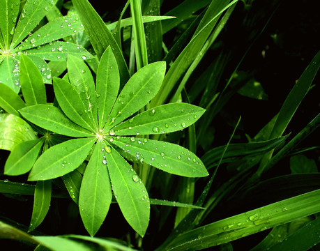 雨滴在樹(shù)葉