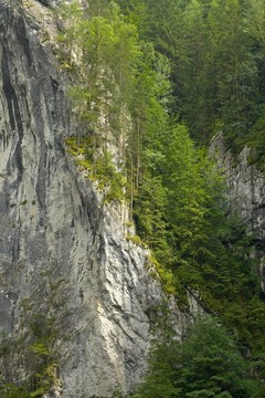 山地森林