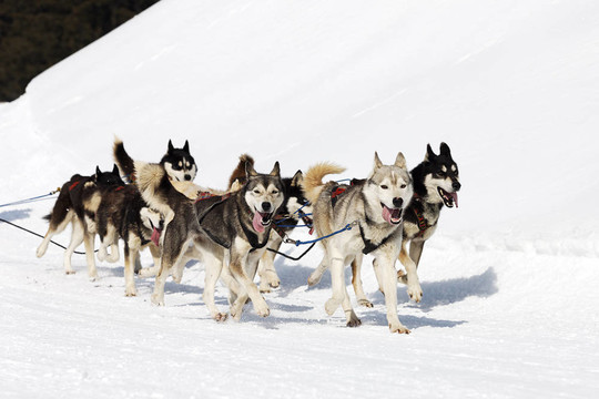 雪橇犬比賽在冬季高寒山區(qū)
