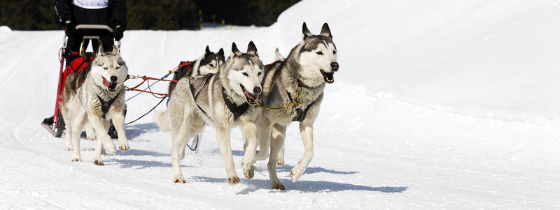 雪橇犬比賽在冬季高寒山區(qū)