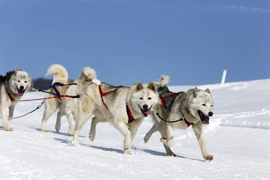 雪橇犬比賽在冬季高寒山區(qū)