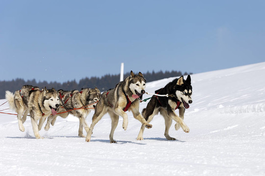 雪橇犬比賽在冬季高寒山區(qū)