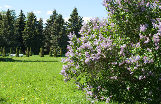 丁香開(kāi)花
