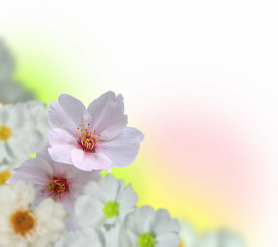 五顏六色的花朵背景
