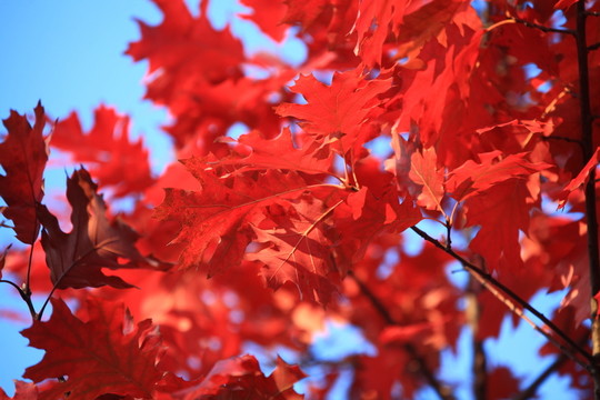 北美紅櫟