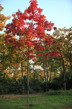 北美紅櫟