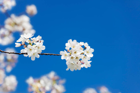 面朝大海,春暖花開