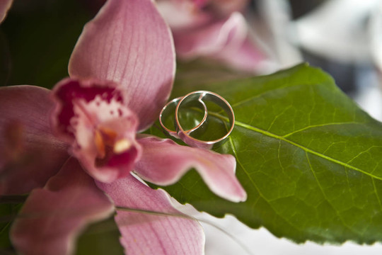 結(jié)婚戒指躺在一朵花上