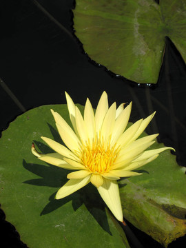 水百合