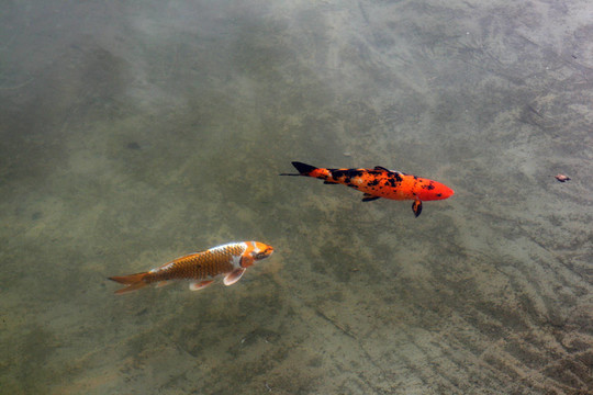 裝飾鯉魚和錦鯉