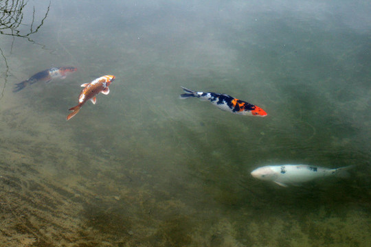裝飾鯉魚(yú)和錦鯉