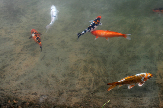 裝飾鯉魚和錦鯉