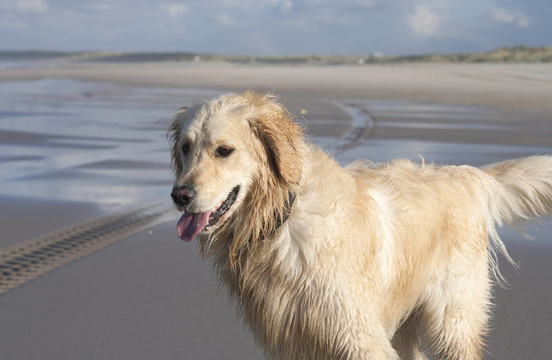 海灘上的金毛獵犬