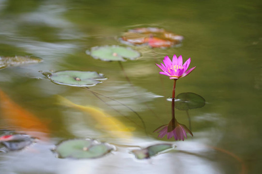 水百合花
