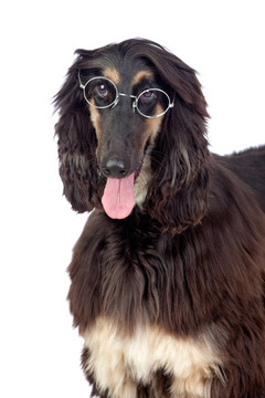 帶眼鏡的阿拉伯獵犬