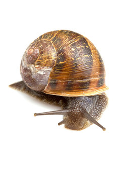 蝸牛