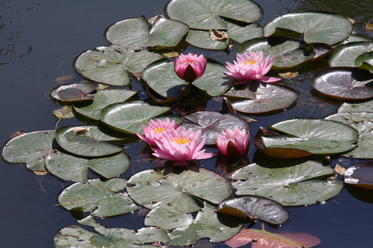 百合花